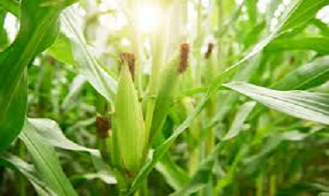 Hybrid Maize Seeds – SAMMOCH AGRI SEEDS | Hybrid Seeds Supplier