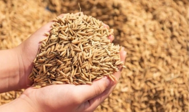 Paddy Seeds