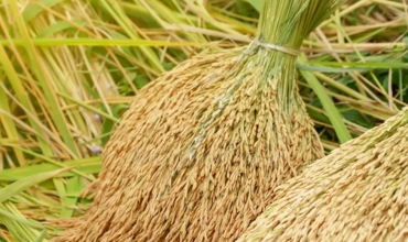 Paddy Seeds