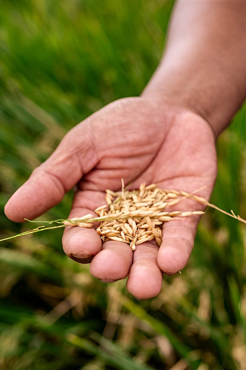 Paddy seeds for farming